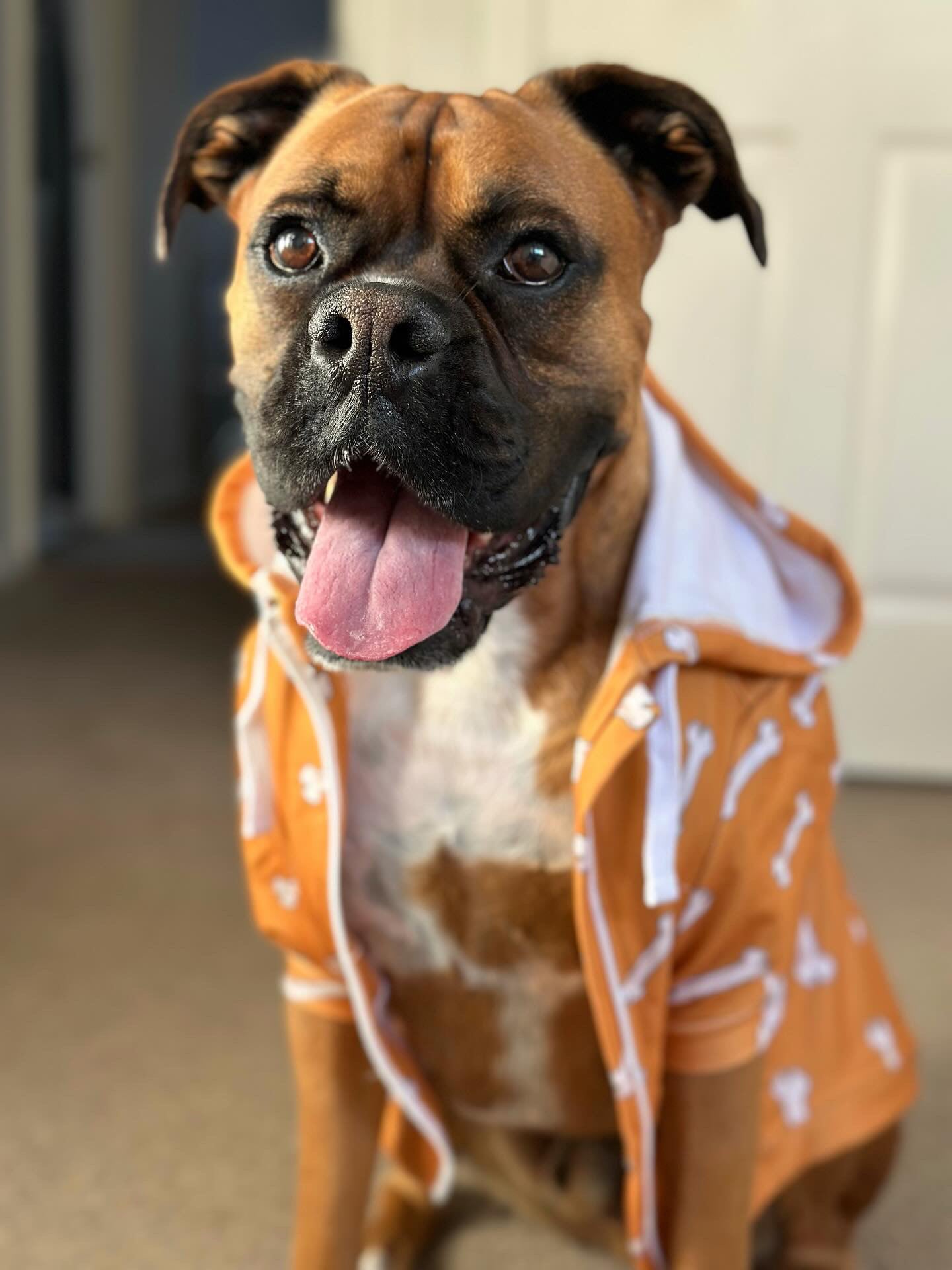 ORANGE BONES DOG HOODIE