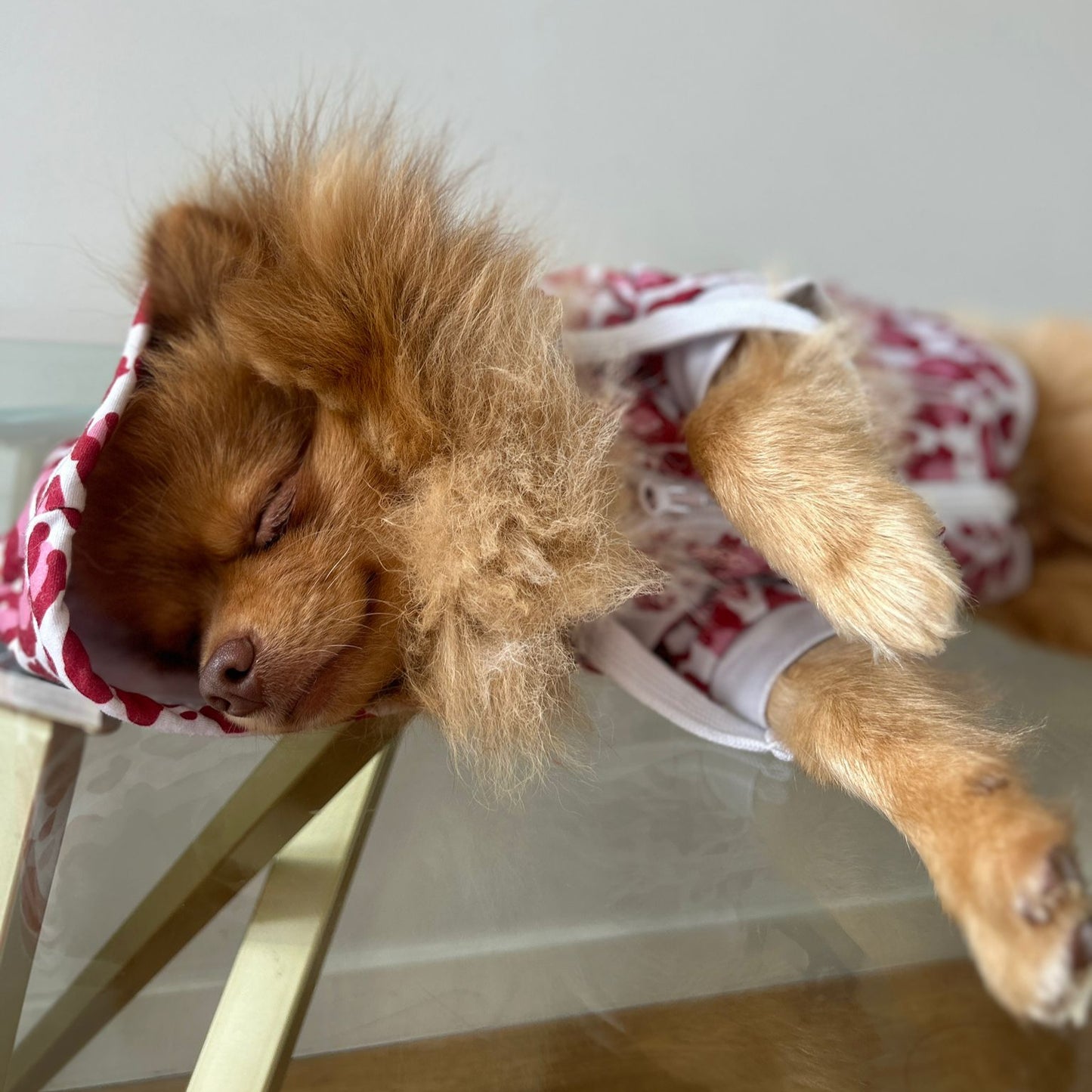 Dog wearing bubblegum leopard dog hoodie.