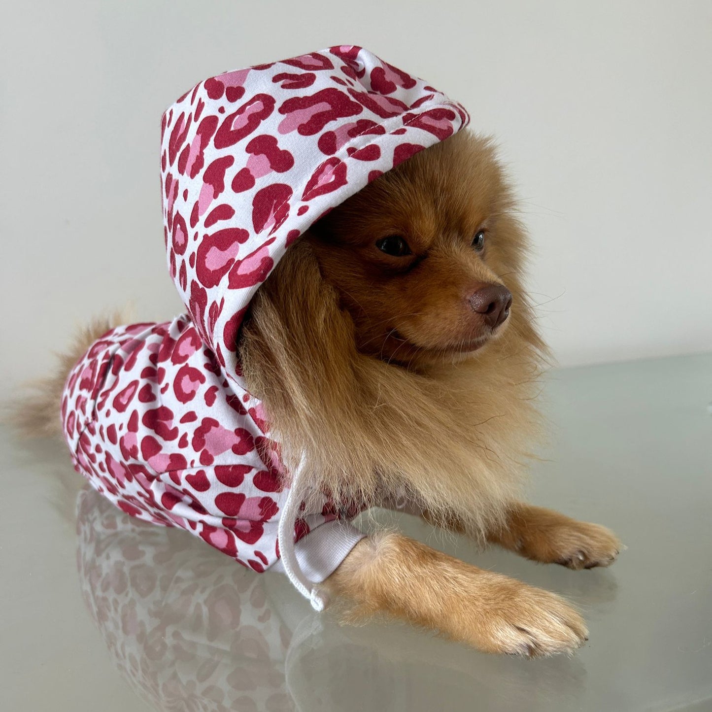 Dog wearing bubblegum leopard dog hoodie.