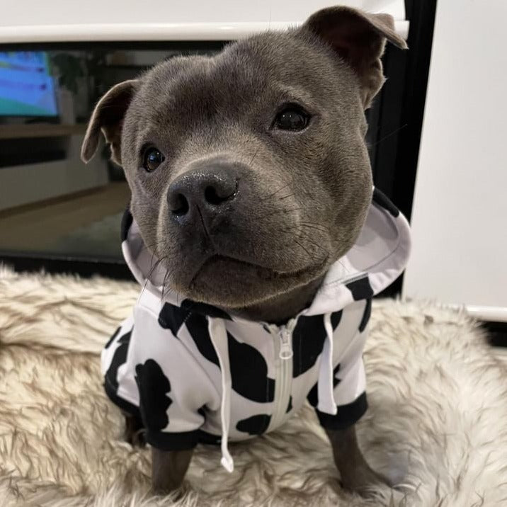 Dog wearing cow print hoodie.