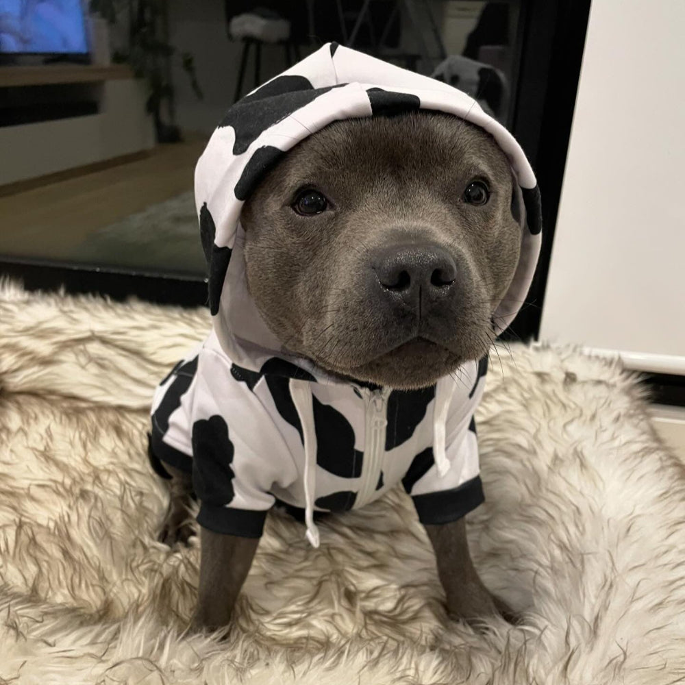 Dog wearing classic cow hoodie.