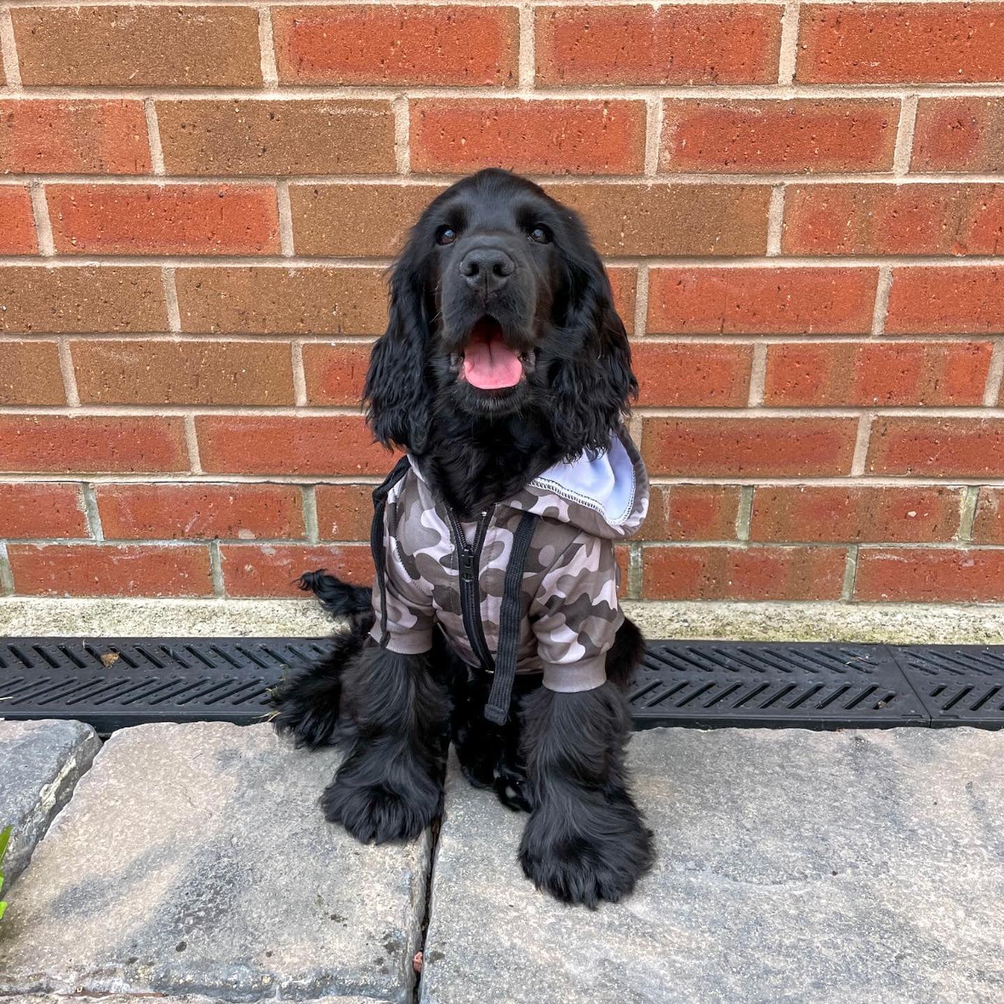 Dog wearing our Classic Desert Camo hoodie.