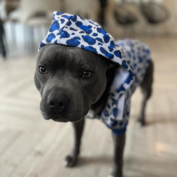 Dog wearing ocean-breeze dog hoodie.