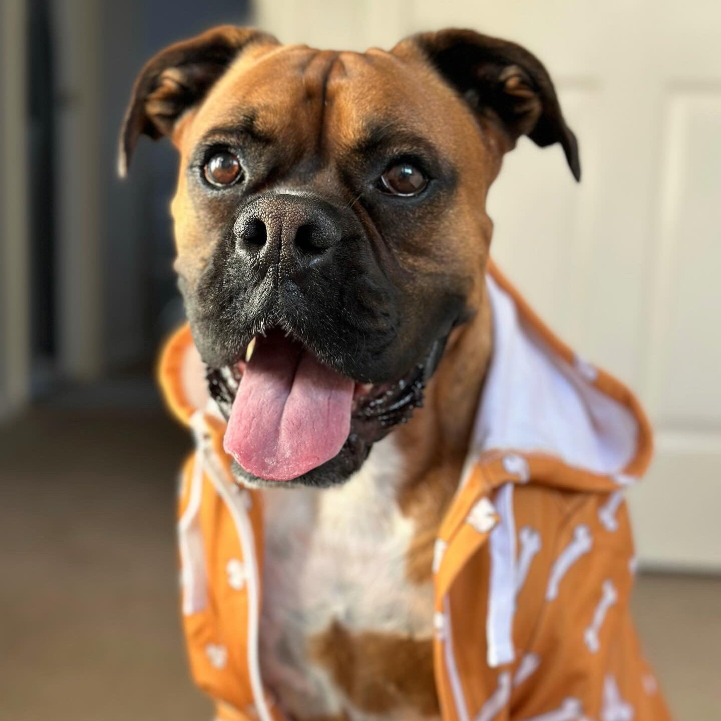 Dog wearing oranges bones hoodie.