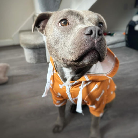 Energetic dog sporting an orange bones dog hoodie, combining vibrant colors and fun patterns for a standout, comfortable style.