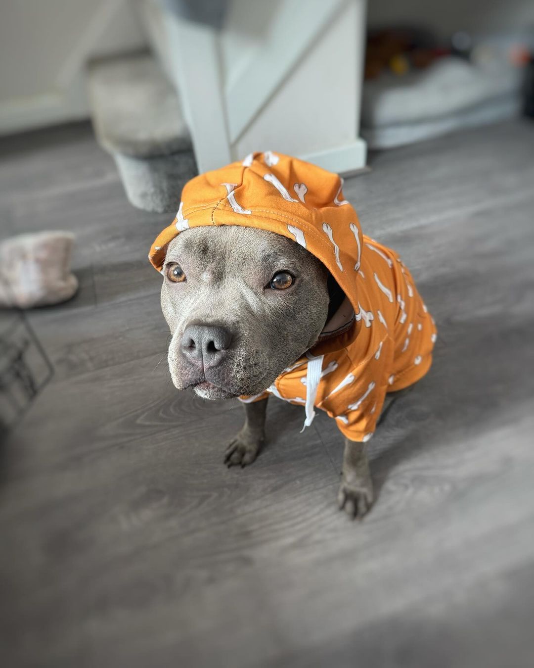 ORANGE BONES DOG HOODIE