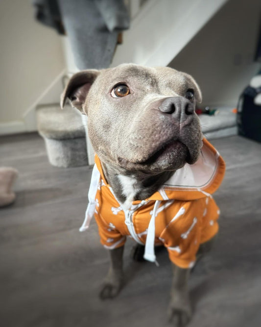 ORANGE BONES DOG HOODIE